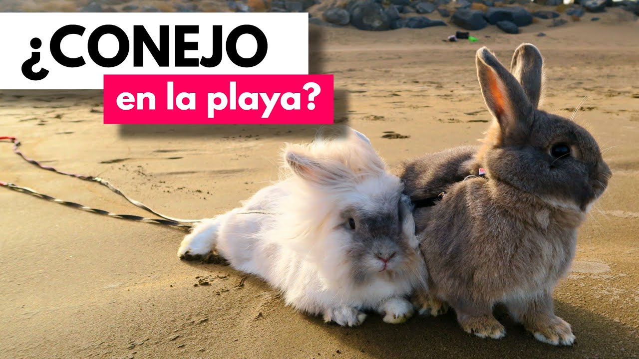 ¿Puedo llevar a mi CONEJO a la PLAYA? 🤔🐰🌊 GUÍA DEFINITIVA