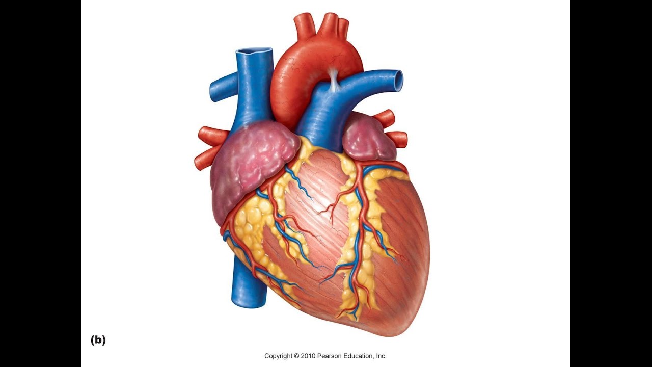 Borders of the Heart | External Features of the Heart | Clinical Anatomy