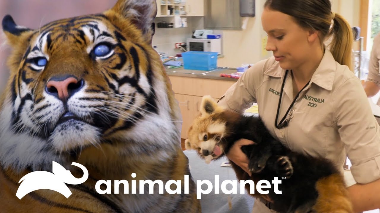 Los animales del zoológico de Australia van al veterinario | Los Irwin | Animal Planet