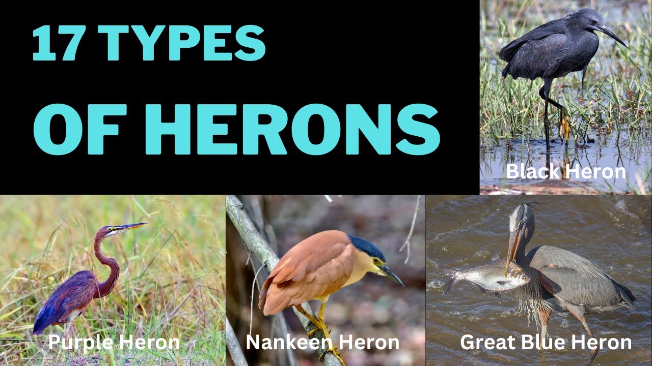 17 Types of Common Herons