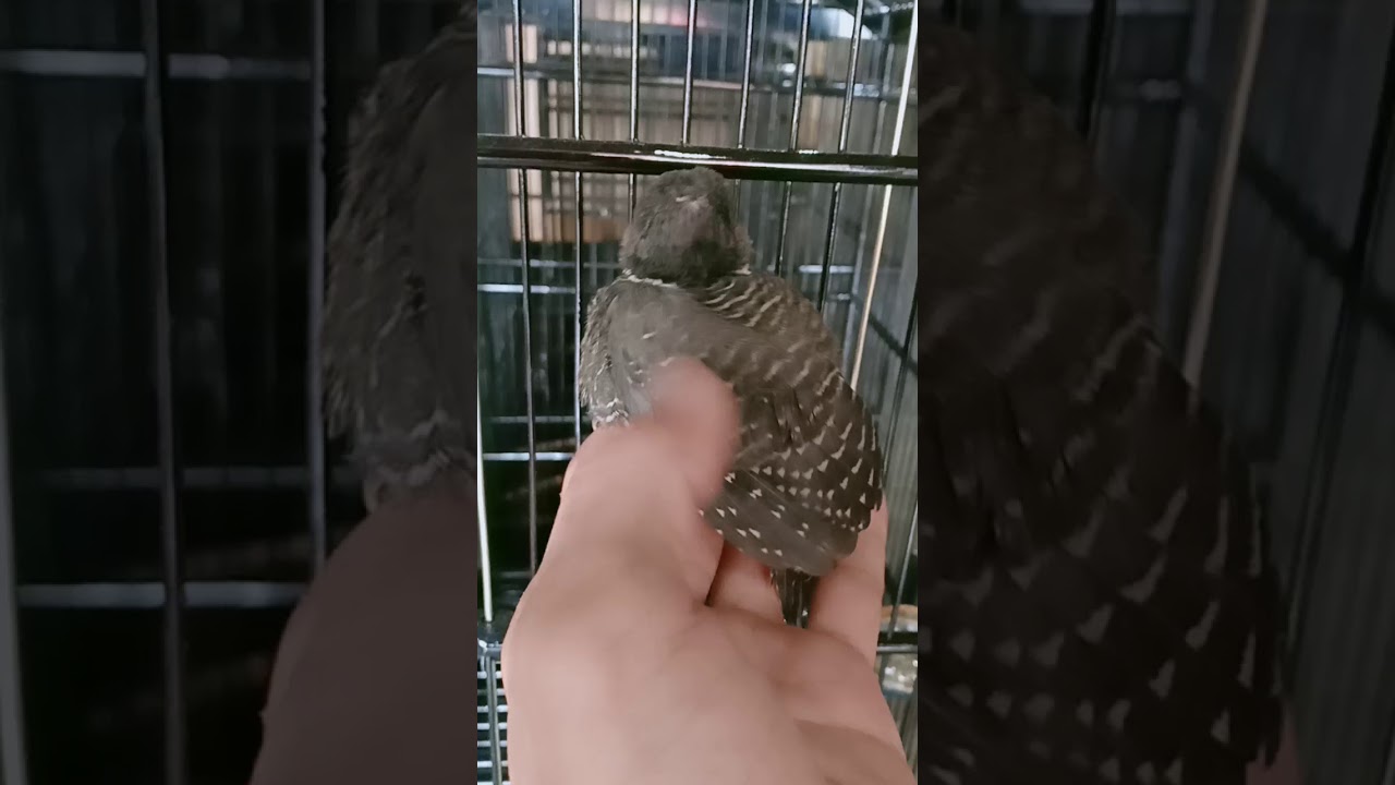 Masteran burung pelatuk terbaik