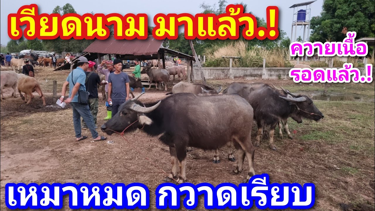 EP.2234 ราคาควายล่าสุด 26 ก.พ.2569 #ตลาดนัดโคกระบือ #ควายงาม #ราคาควายเนื้อ | Chợ Trâu | livestock