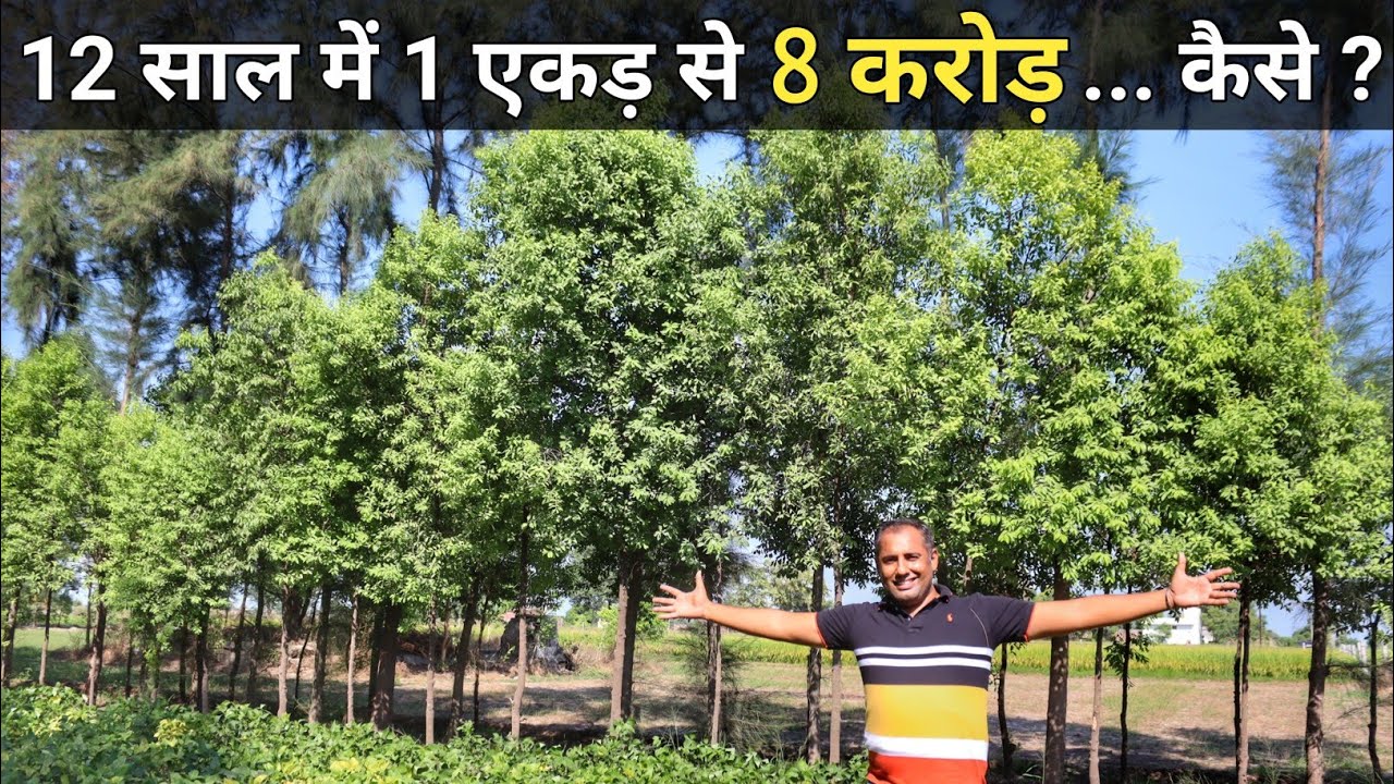 6 एकड़ में चन्दन की खेती करते किसान ने किया करोड़ों की कमाई का दावा | Sandalwood Farming