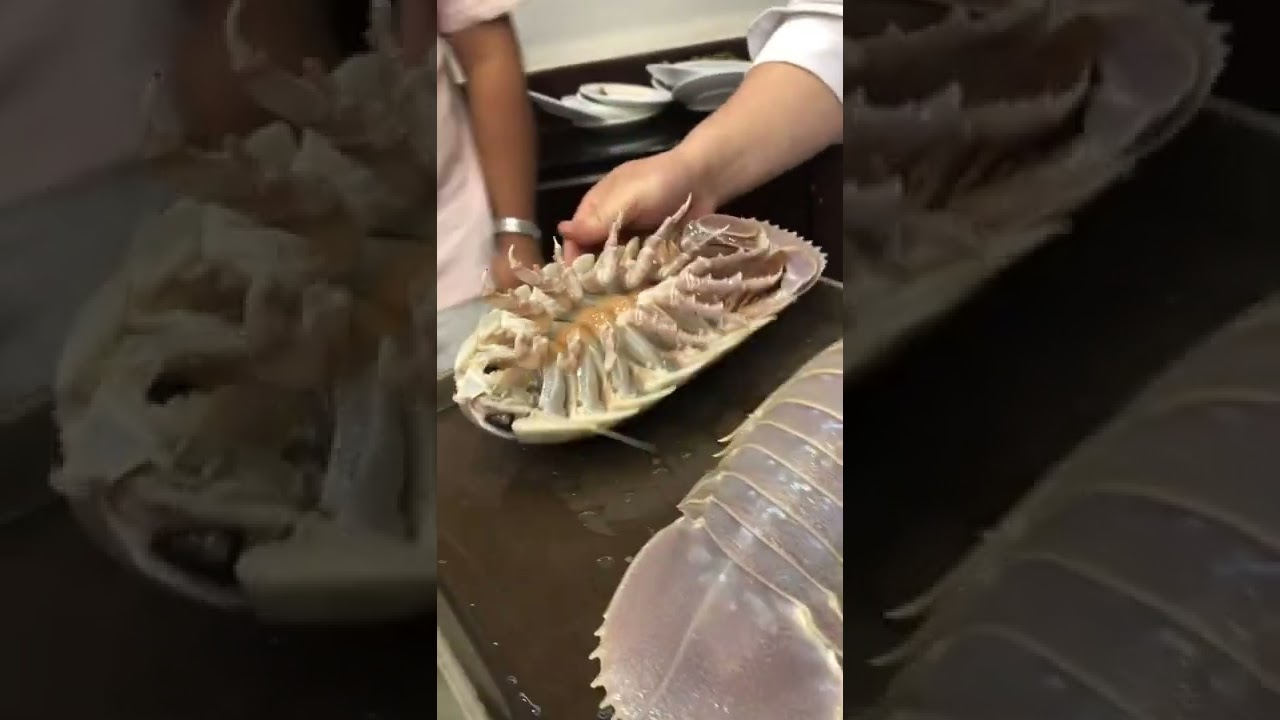 Barata Marinha Gigante!