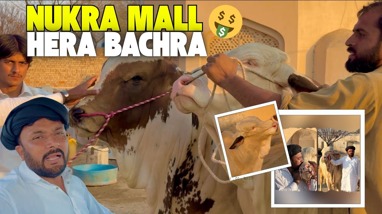 Humary Elaky Mn Hera🥰||Nukary Bachry🤑||King Of Multan Mandi||Mahar Hashim 