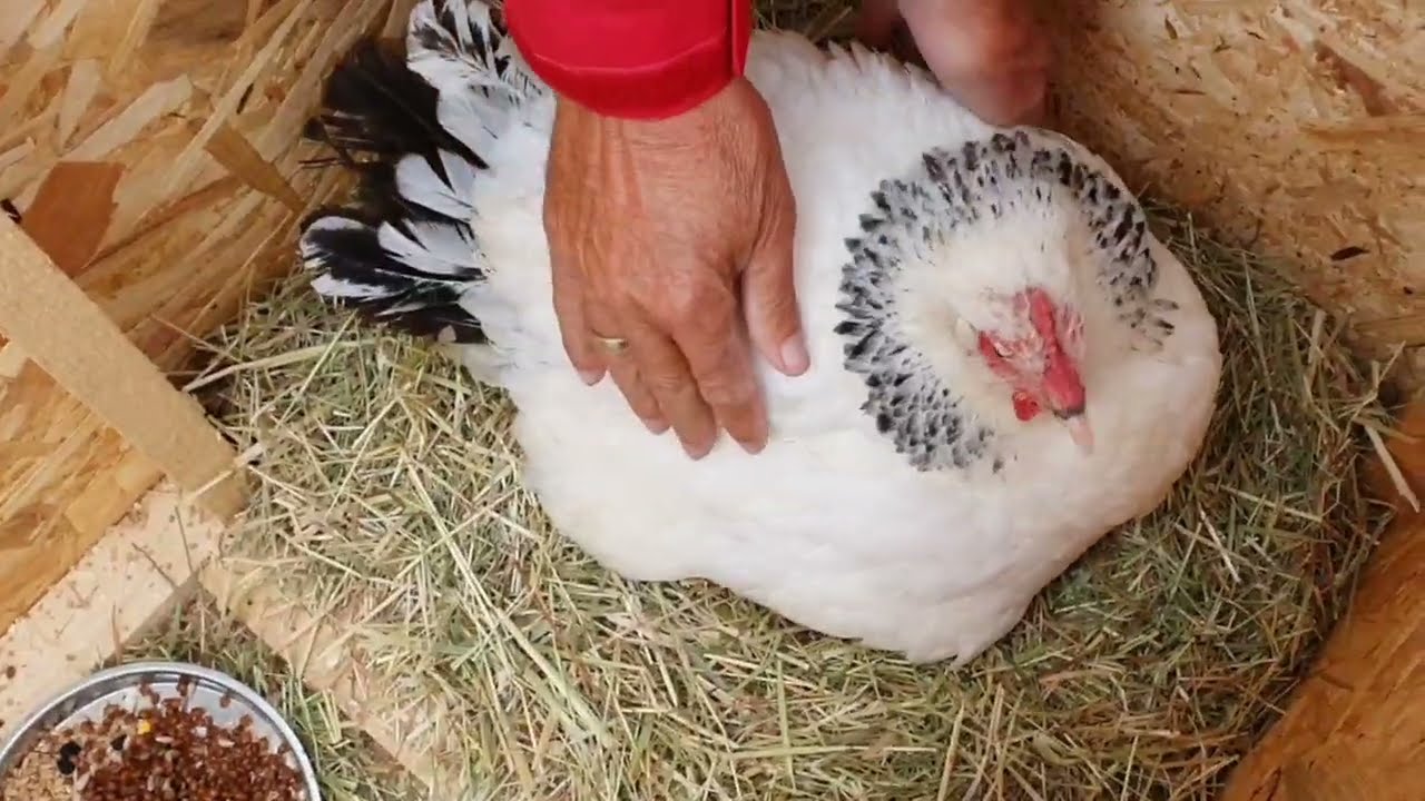 Sussex Hühner - Na, wie viele Küken sind geschlüpft?