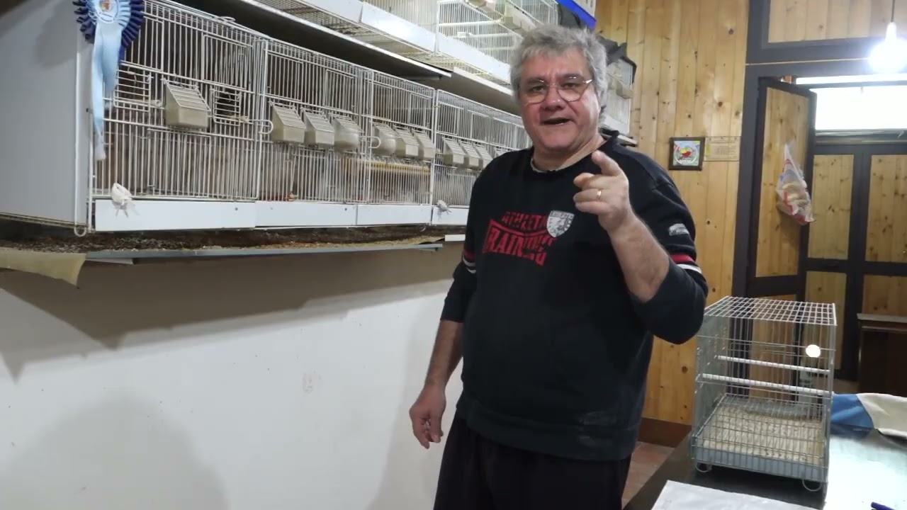 Trovare una sistemazione per i pulli
