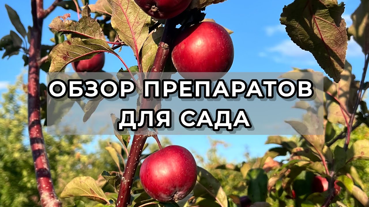 Разбираем препараты для рассады 