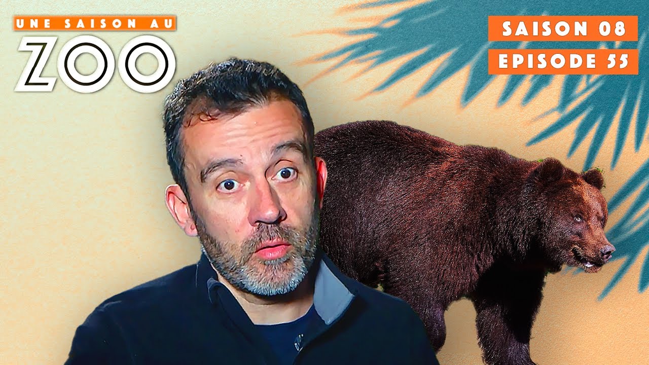 DEUX Ours Bruns se font Castrer ! | S08EP55 | Émission Intégrale | Une Saison Au Zoo