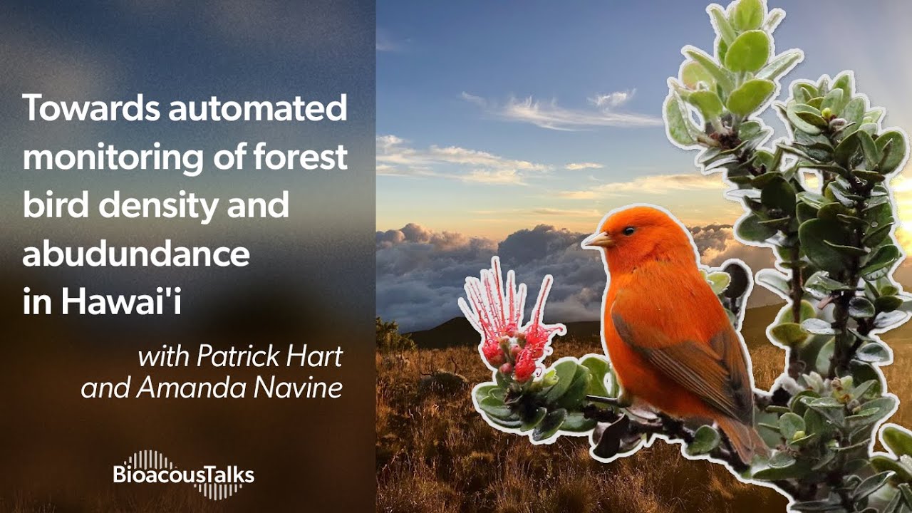 BioacousTalks: Automated monitoring of forest bird density and abundance in Hawai'i with LOHE Lab