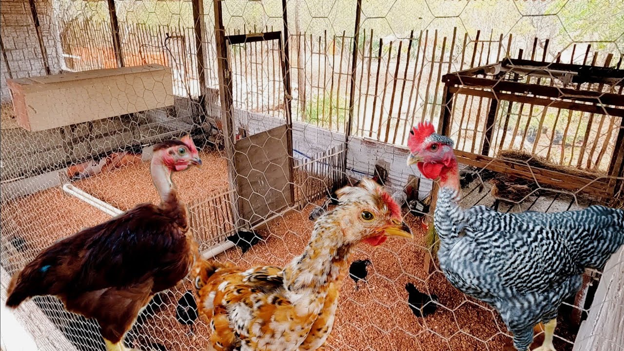 No vídeo de hoje: Manejo, Ambiência, Ovos Galados e Dicas Importantes 🐓