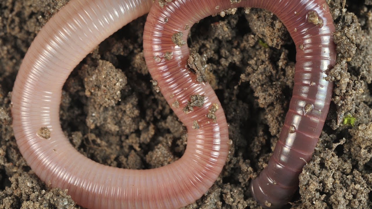 DE EIND BATTLE VAN HET JAAR! (Worms)