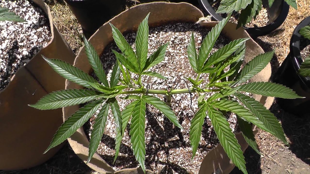 The Budologist420's Outdoor Garden 4/12/13