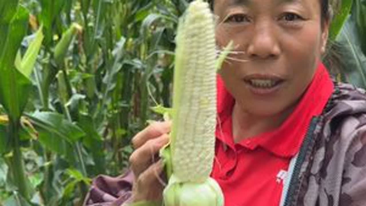 今日菜系 芸豆锅烀苞米 #我的乡村生活 #抖音新农人