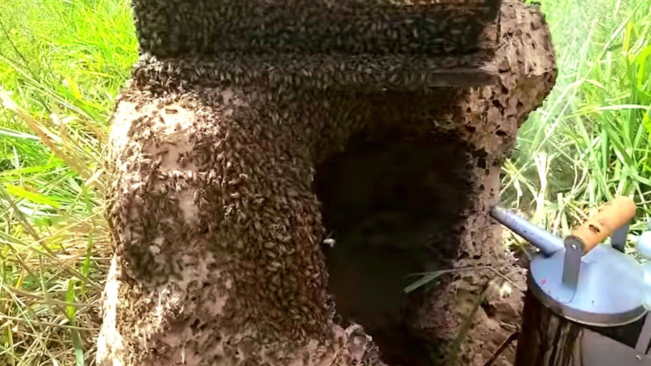 RESGATE Abelha ATACOU  o vaqueiro/ captura de ABELHAS africanas😱🐝