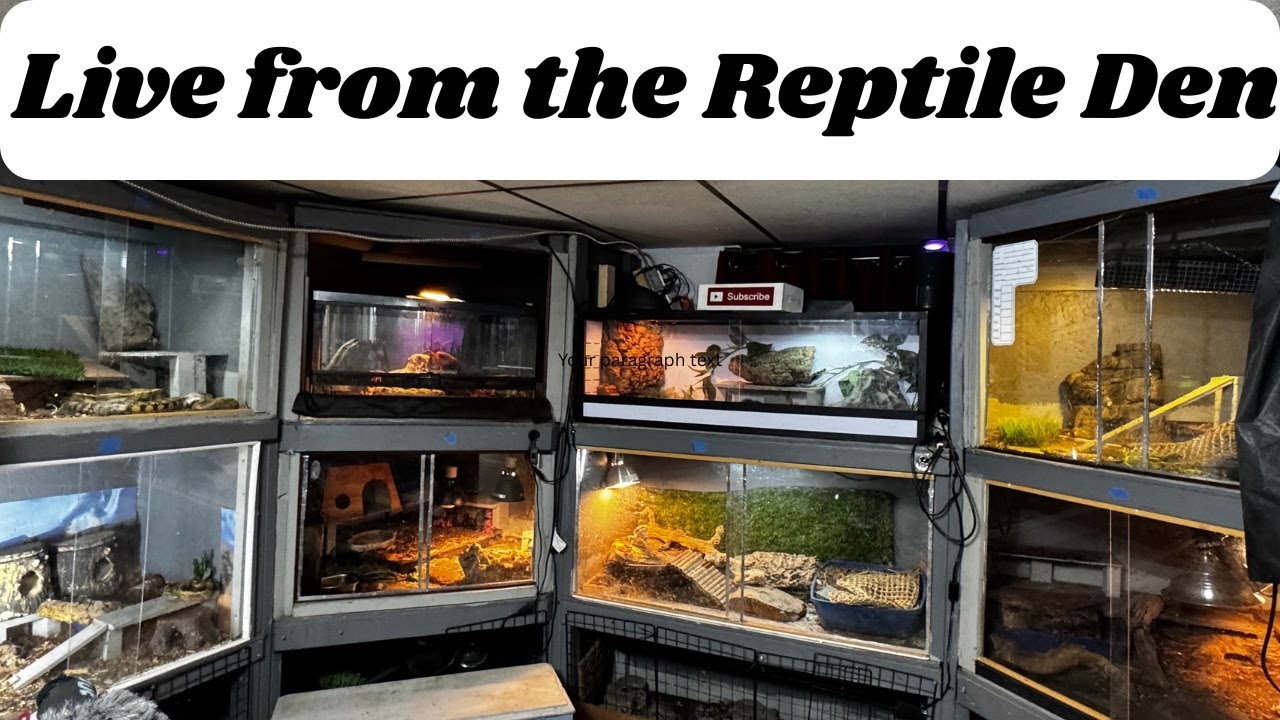 Live from the Reptile Den