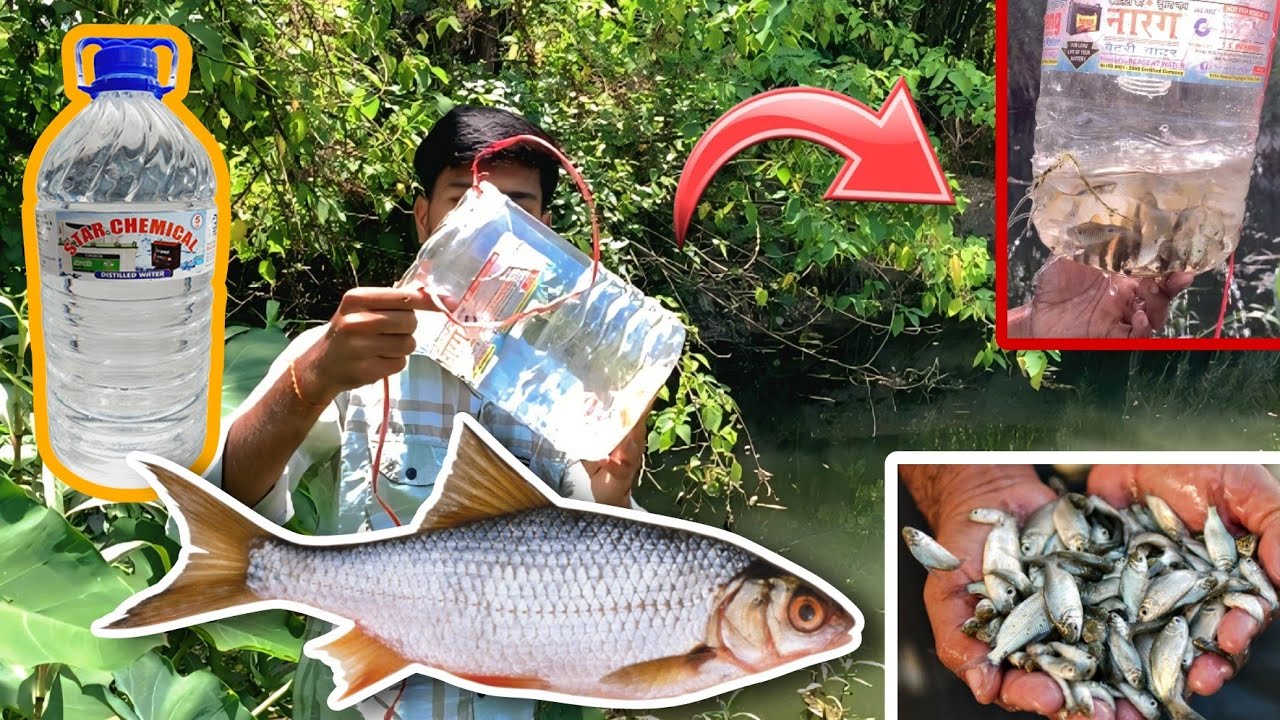 How to make a fish trap with plastic bottle || मछली पकड़ने का देसी तरीका ।। 