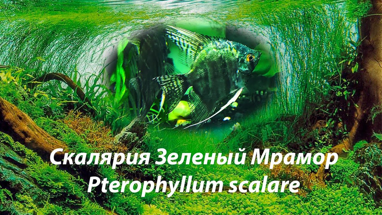 Скалярия Зеленый Мрамор / Pterophyllum scalare