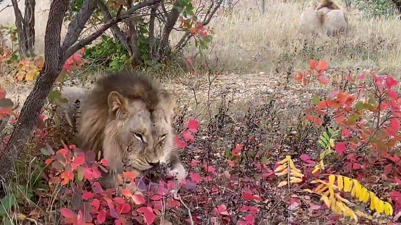 На львов С ПОЛОТЕНЦЕМ !  
