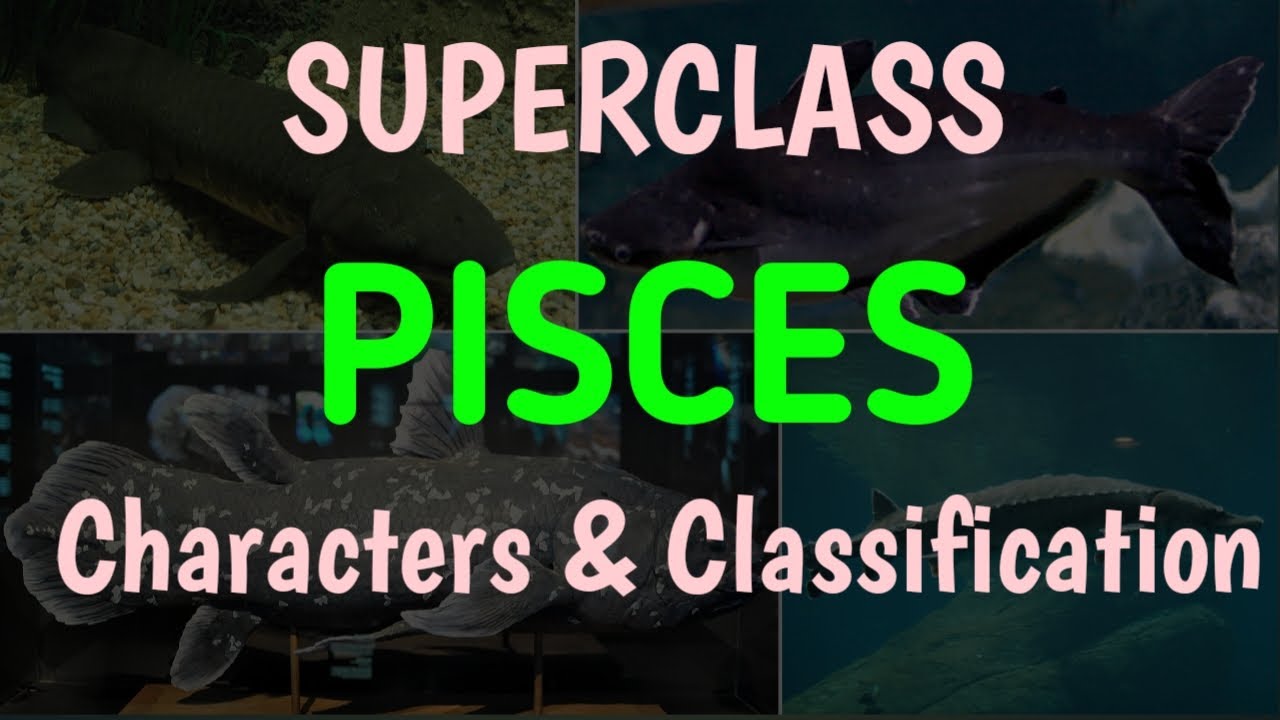 SUPERCLASS- PISCES - CHARACTERS & CLASSIFICATION, PLACODERMI, CHONDRICHTHYES, OSTEICHTHYES, CHORDATA