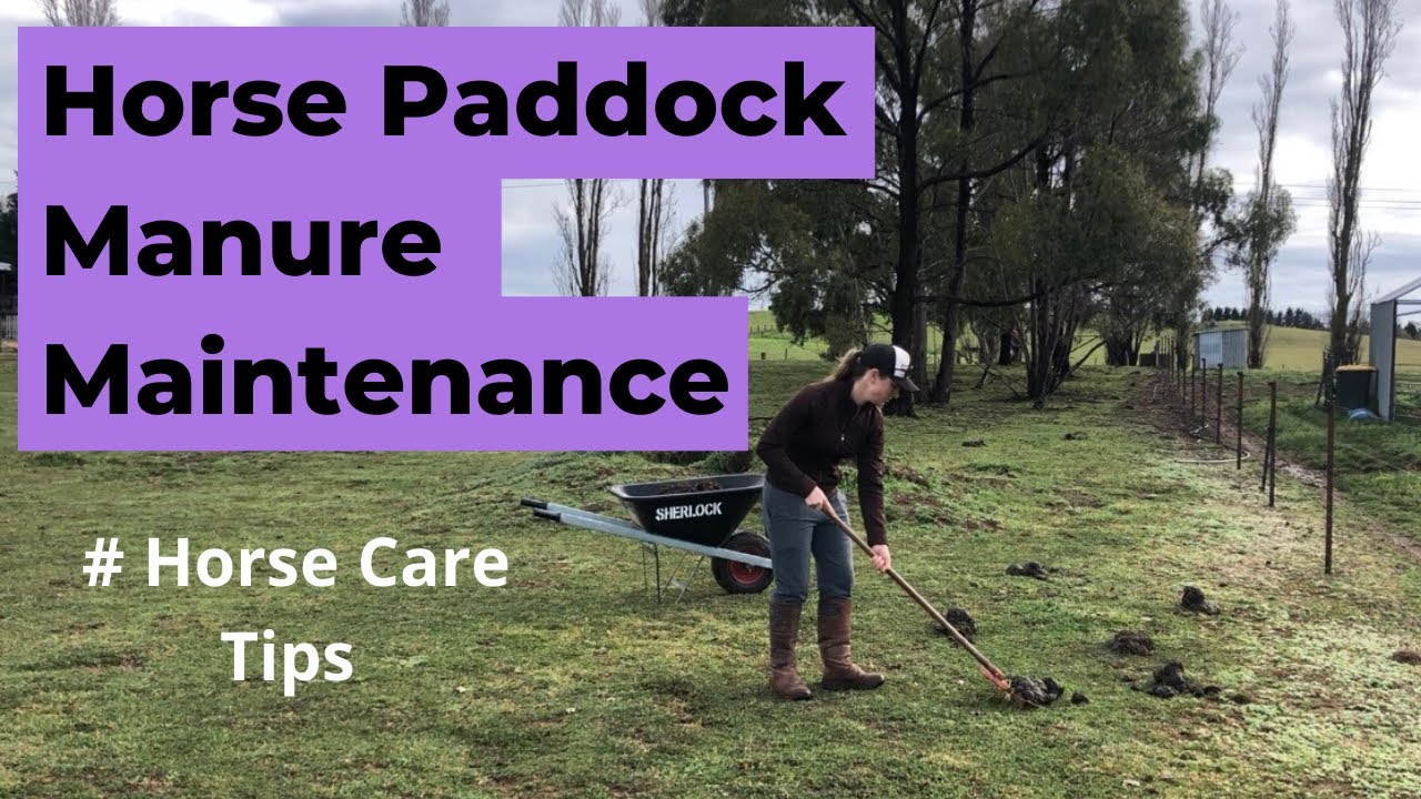 Horse Paddock Manure Maintenance
