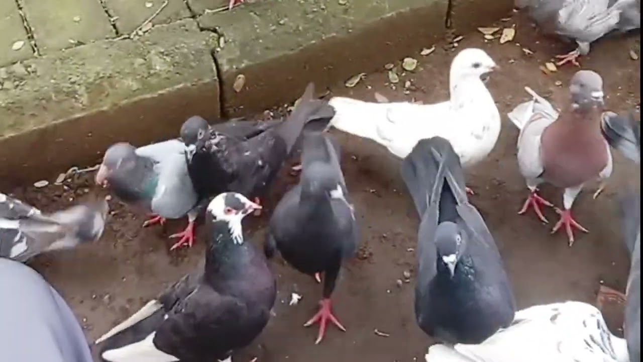 MEMBERI MAKAN BURUNG MERATI DAN AYAM