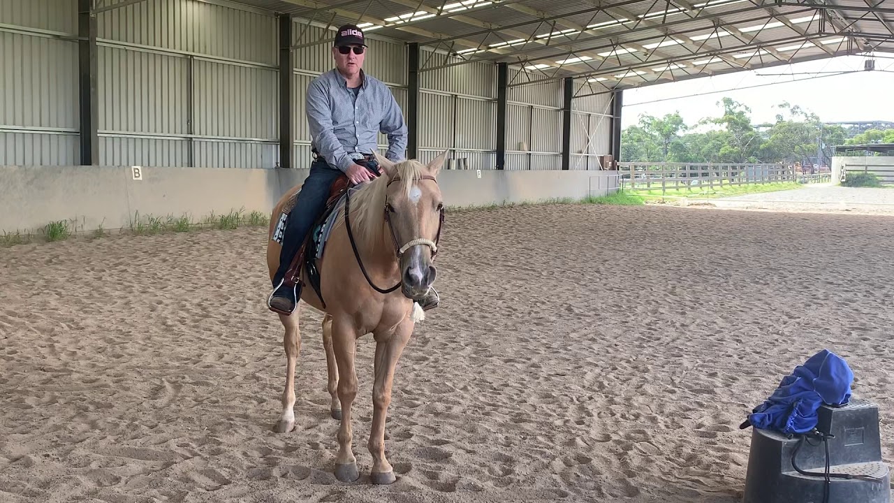 Lateral Flexion How To Bend a Horse Neck