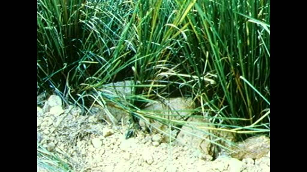 Proyecto Vetiver