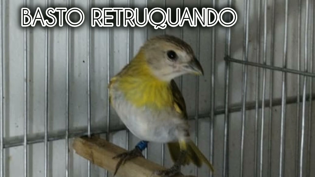 HERMOSO CANARIO BASTO RETRUQUANDO - TRINE Y RETRUQUEO PARA ENSEÑAR TU EJEMPLAR VOLANDERO BASTO PINTO