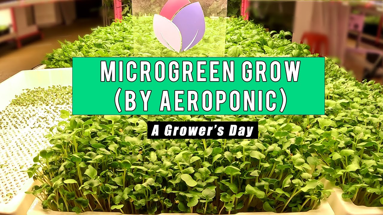Aeroponics Integrated Cultivation System 4.0 - Micro Greens