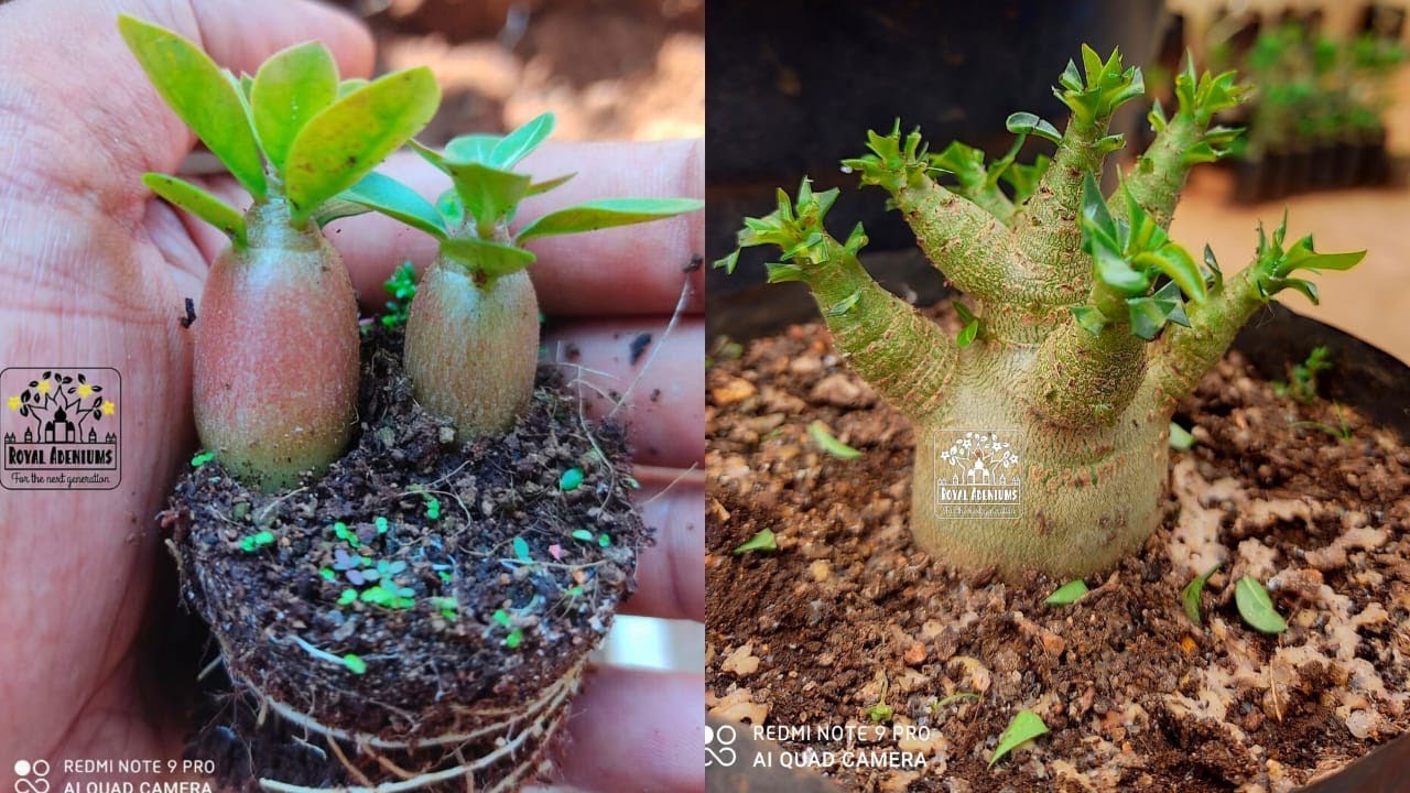 All About Adenium Arabicum🌳