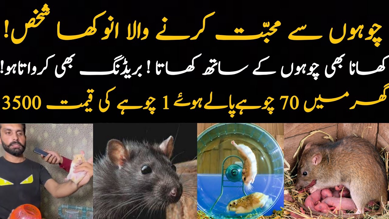 Ghar main 100 Cohay Rakhny Wala Nojwan| hamster as pet| Pets lover story | Ali Hamza