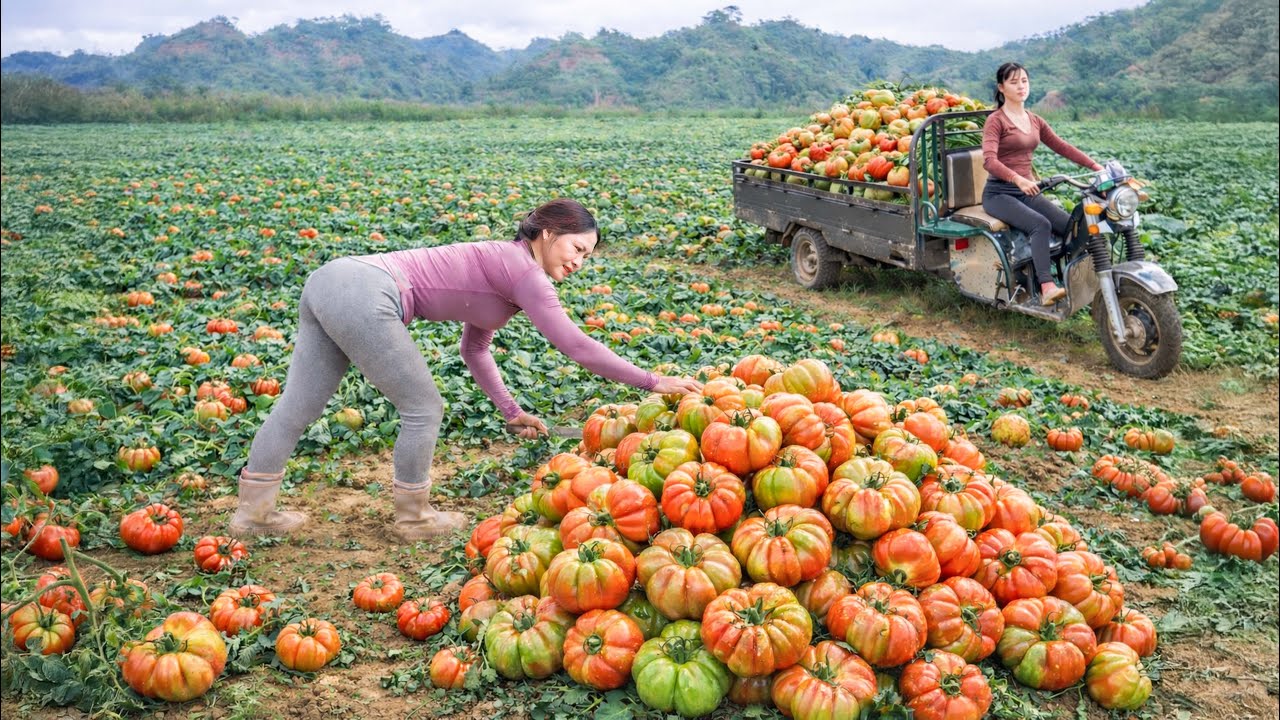 CEO Harvests Giant Hybrid Tomatoes – Loads a Three-Wheeler to Sell at Market