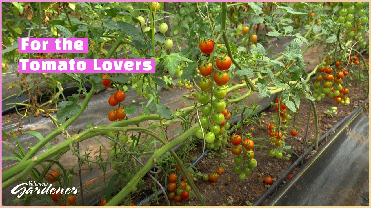 Growing Cherry Tomatoes for Market| Volunteer Gardener