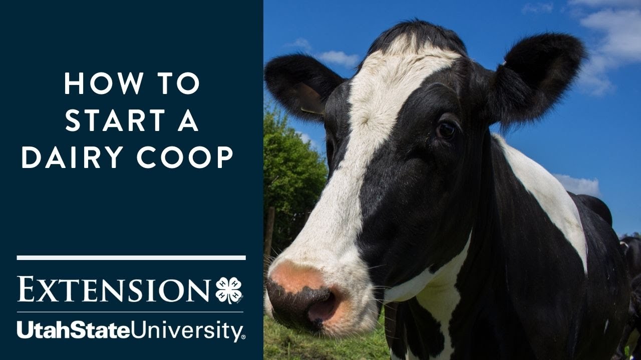 How to Start a Dairy Coop