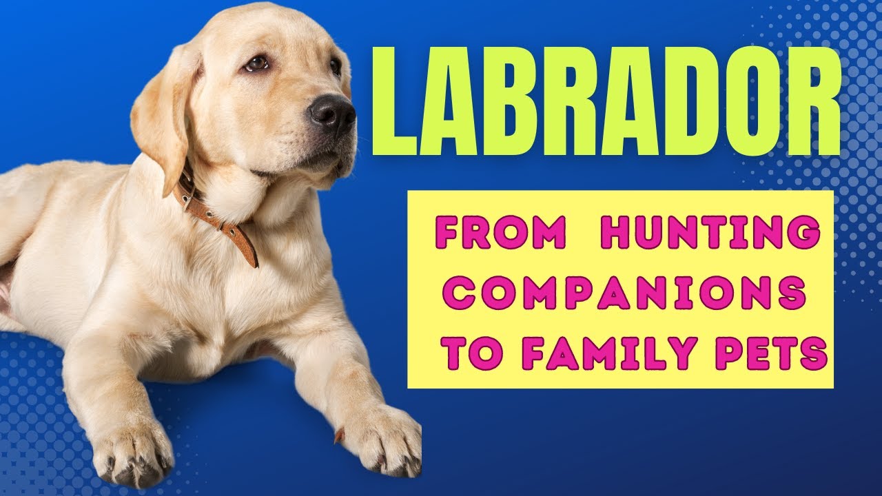 Labrador Retrievers: From Hunting Companions to Family Pets