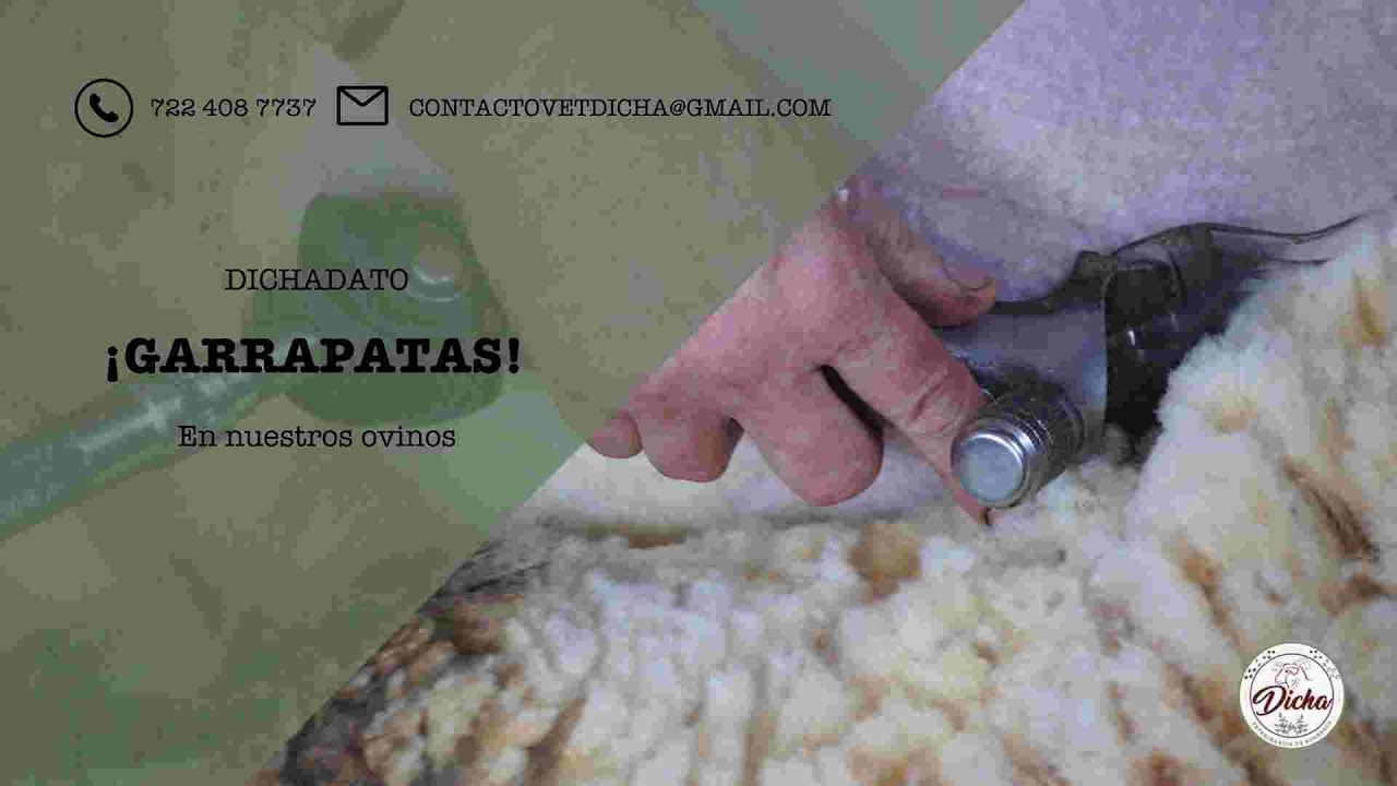 DICHADATO: ¿Qué hacer con las garrapatas?