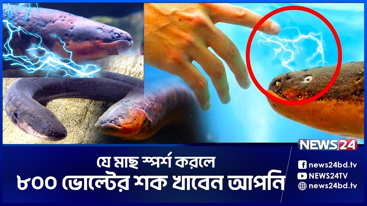 আজব এক বৈদ্যুতিক মাছ ! | EL-FISH | ELECTRIC FISH | FISH | News24