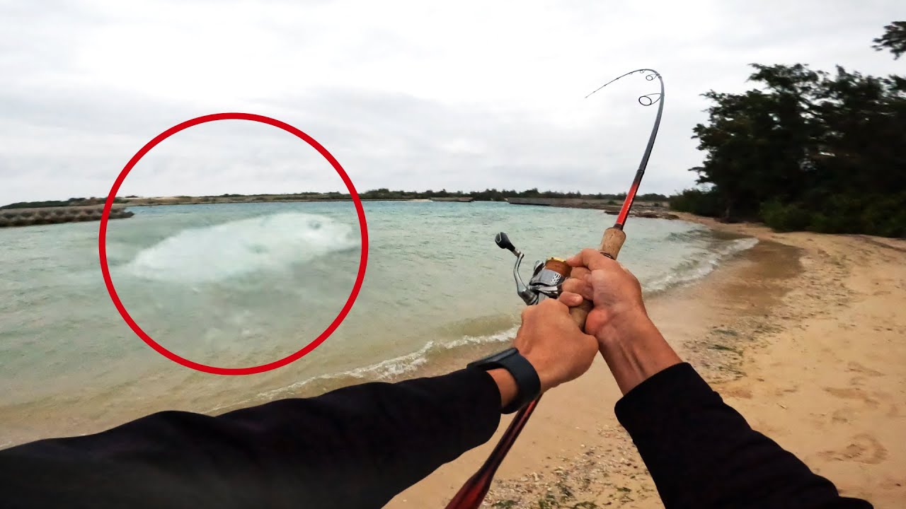 砂浜で70㎝超えの化け物が釣れた【記録連発】