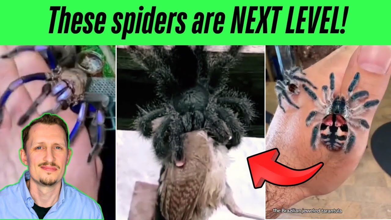 Zoologist Reacts to INCREDIBLE Tarantula TikToks!