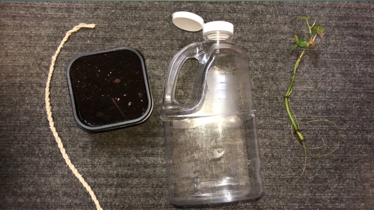 Self watering system for plants using waste plastic bottle
