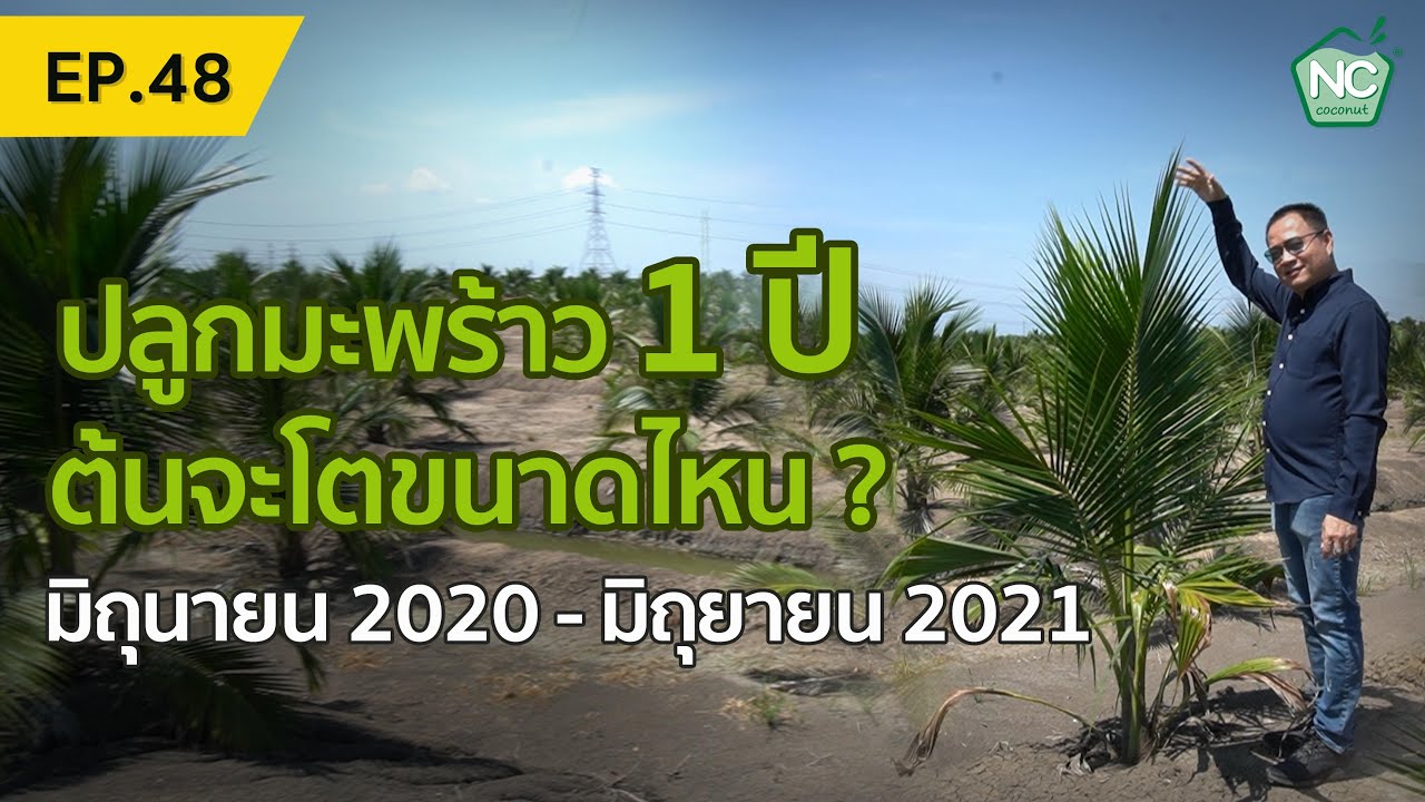 มะพร้าวน้ำหอม 1 ปี ต้นโตขนาดไหน? NC coconut Farm EP.48