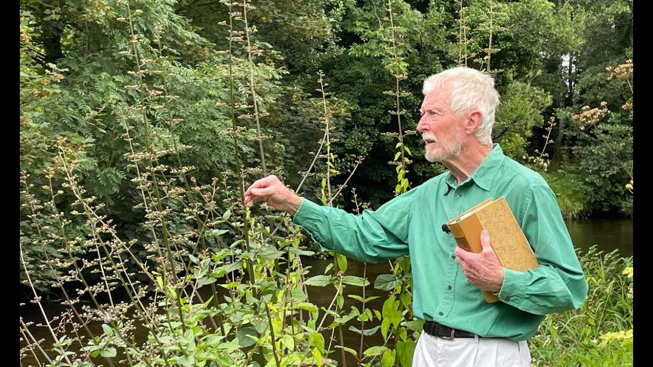 Figworts with John Feehan, Wildflowers of Offaly series