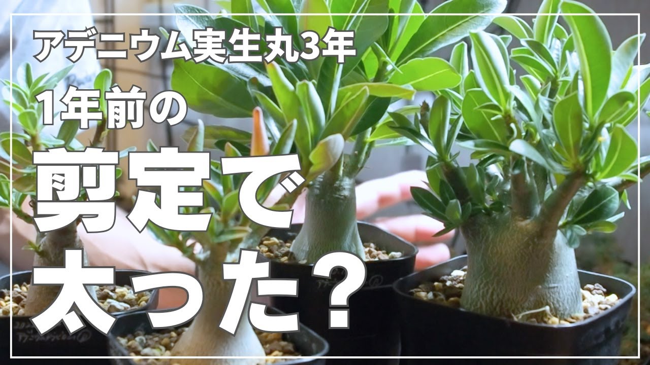 アデニウムアラビカム実生播種して丸3年｜1年前の剪定で太った？現在の成長の様子をご紹介！