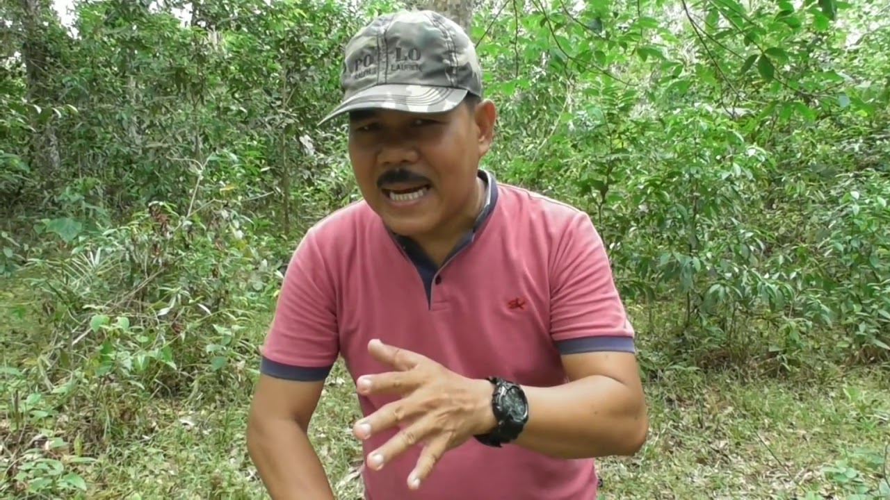 Perangkap monyet dari bambu