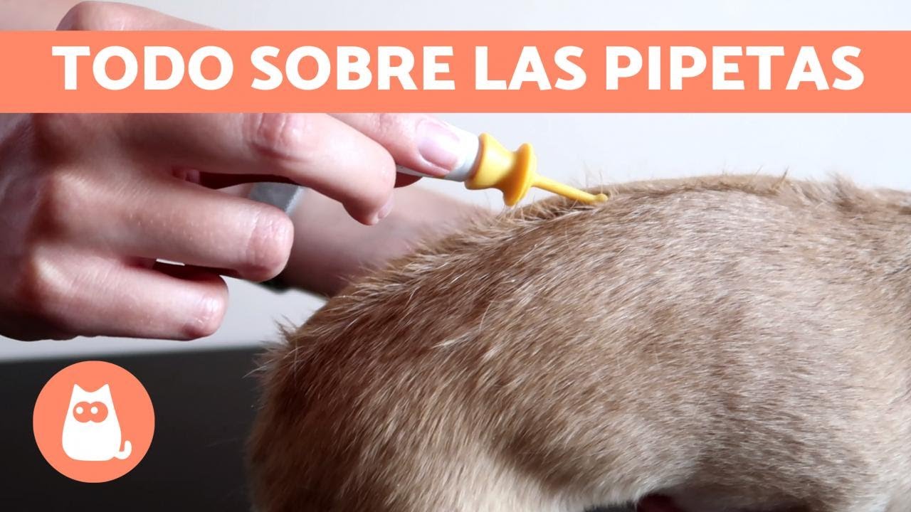 ¿Cómo funciona la PIPETA para PERROS? 🐶 (Aplicación, Duración y Precauciones)