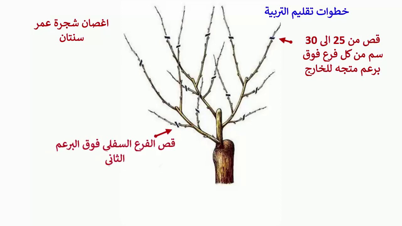 تقليم التفاح لتحسين صحة الشجرة وإنتاجها على المدى الطويل #اكسبلور #زراعة #تعليم #viral #fyp #foryou