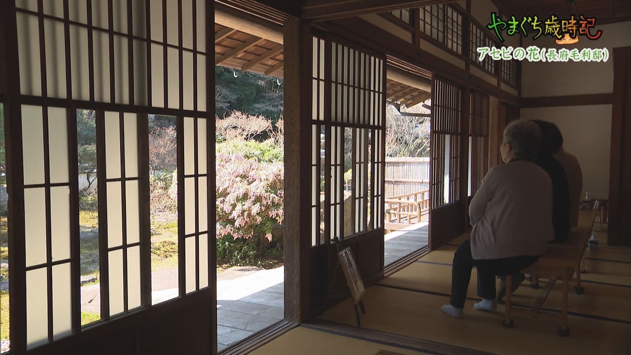 下関・長府庭園 春の花々【やまぐち歳時記】