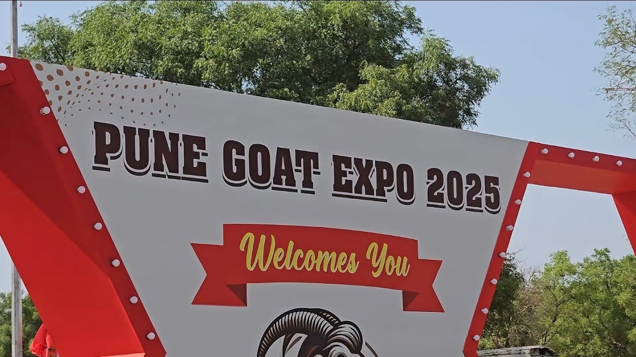 Pune Goat Expo #2025 Exotic Collections At pune Goat Expo #youtube #goat #exoticanimals #goatshow