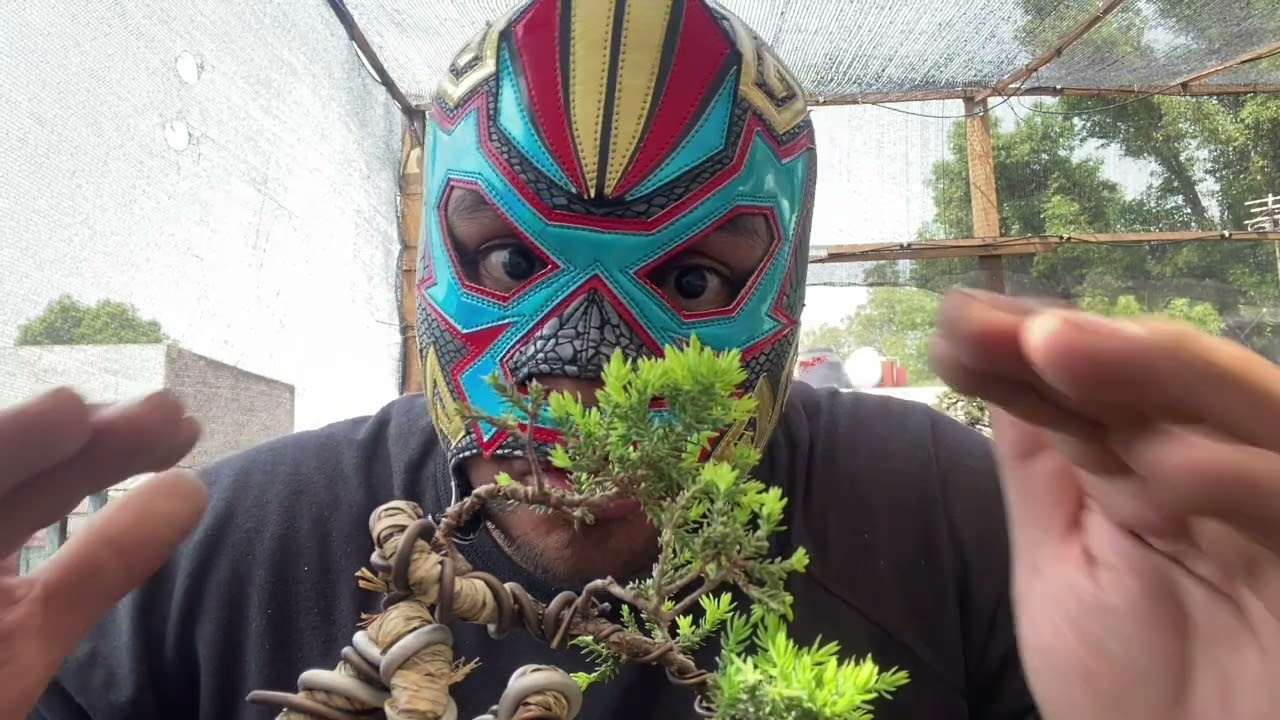 Pinzado y ramificado de juniperus procumbens nana SONARE!!!